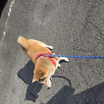 迷子犬が解決した際の報告写真