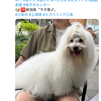 迷子犬が解決した際の報告写真