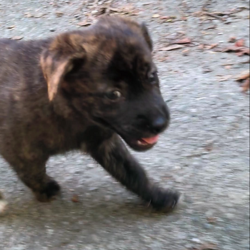 迷子犬が解決した際の報告写真