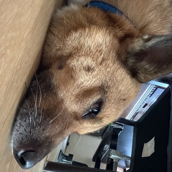 迷子犬が解決した際の報告写真