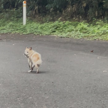 迷子投稿へのコメントの写真