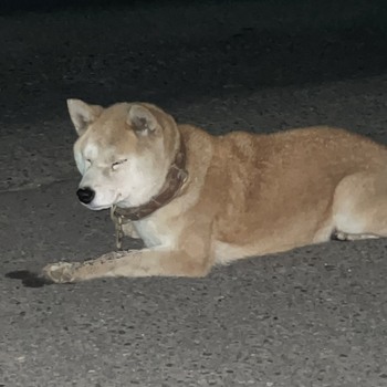 迷子投稿へのコメントの写真