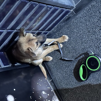 迷子投稿へのコメントの写真