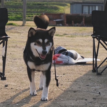 迷子犬の投稿者のプロフィール写真