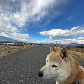 迷子犬の投稿者のプロフィール写真