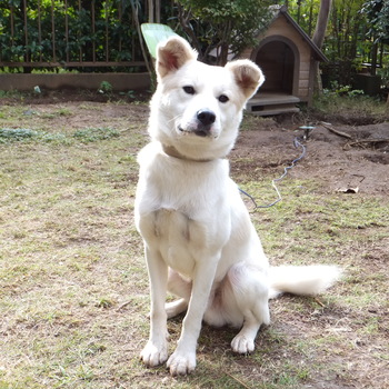 迷子犬の投稿者のプロフィール写真