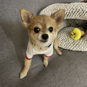 迷子犬の投稿者のプロフィール写真