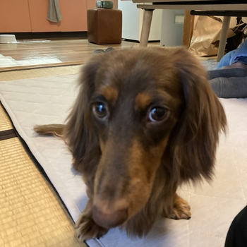 迷子犬の投稿者のプロフィール写真