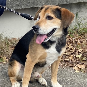 迷子犬の投稿者のプロフィール写真