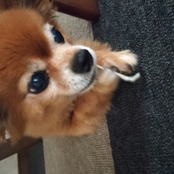 迷子犬の投稿者のプロフィール写真