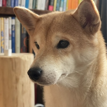 迷子犬の投稿者のプロフィール写真