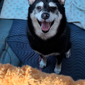 迷子犬の投稿者のプロフィール写真