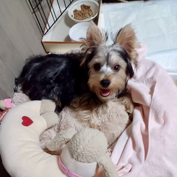 迷子犬の投稿者のプロフィール写真