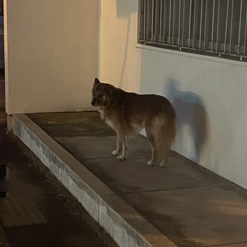 迷子犬の投稿者のプロフィール写真