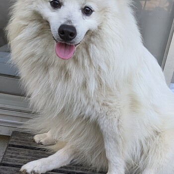 迷子犬の投稿者のプロフィール写真