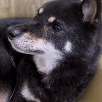 迷子犬の投稿者のプロフィール写真