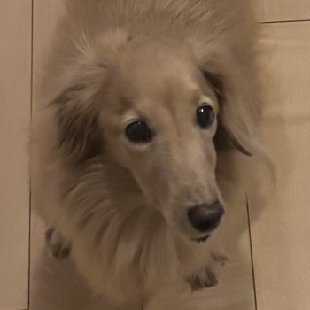 迷子犬の投稿者のプロフィール写真