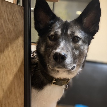 迷子犬の投稿者のプロフィール写真