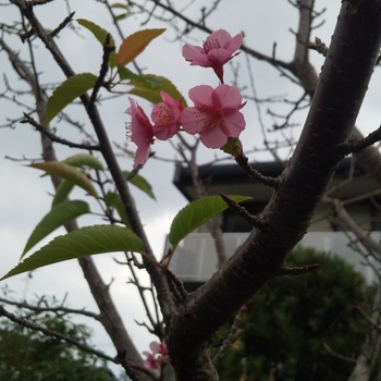 迷子犬の投稿者のプロフィール写真