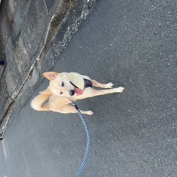 迷子犬の投稿者のプロフィール写真