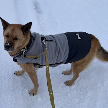 迷子犬の投稿者のプロフィール写真
