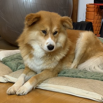 迷子犬の投稿者のプロフィール写真