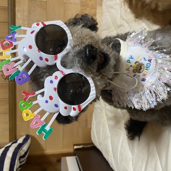 迷子犬の投稿者のプロフィール写真