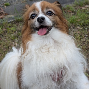 迷子犬のコメント投稿者のプロフィール写真